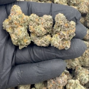 Jungle Gelato