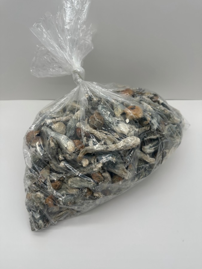 liberty-caps-mush-B_dfHwrg